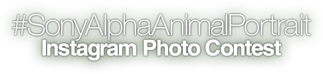 #SonyAlphaAnimalPortrait Instagram Photo Contest